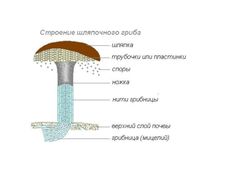 Части гриба рисунок