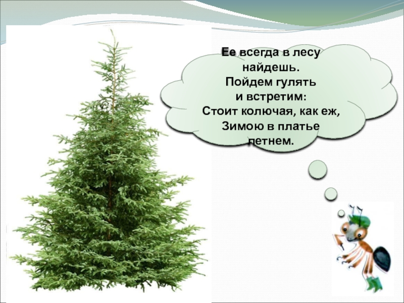 Загадка про елочку для детей. Загадка про ель. Загадки про хвойные деревья. Загадка про ель для детей. Ель для детей.