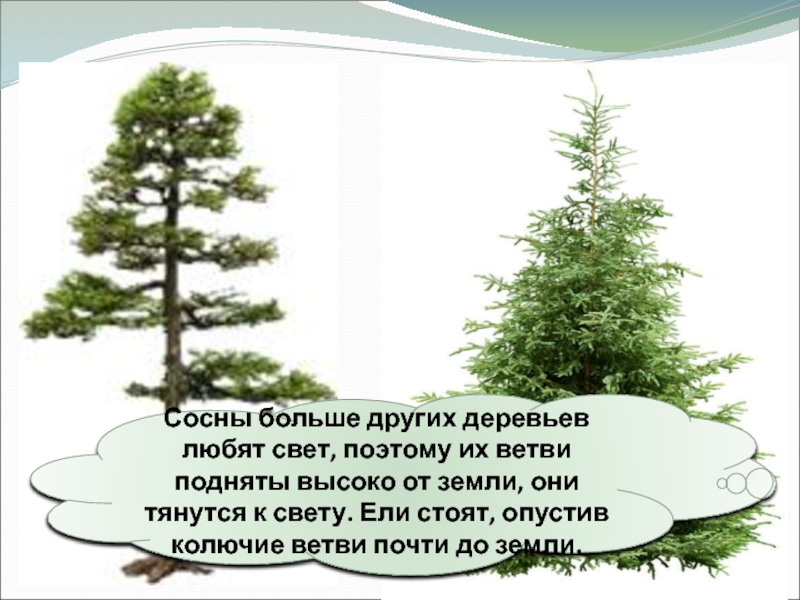 Ель с опущенными ветвями. Ели опустили ветви. Сосну большую. Любимое дерево.