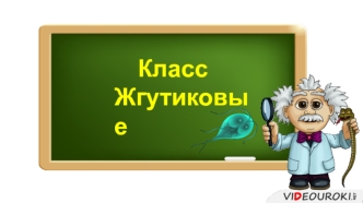 Класс Жгутиковые