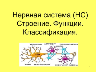 Нервная система. Строение. Функции. Классификация