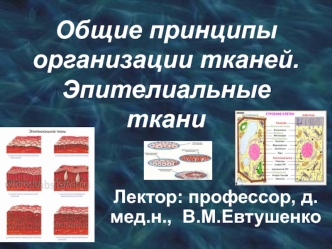 Общие принципы организации тканей. Эпителиальные ткани