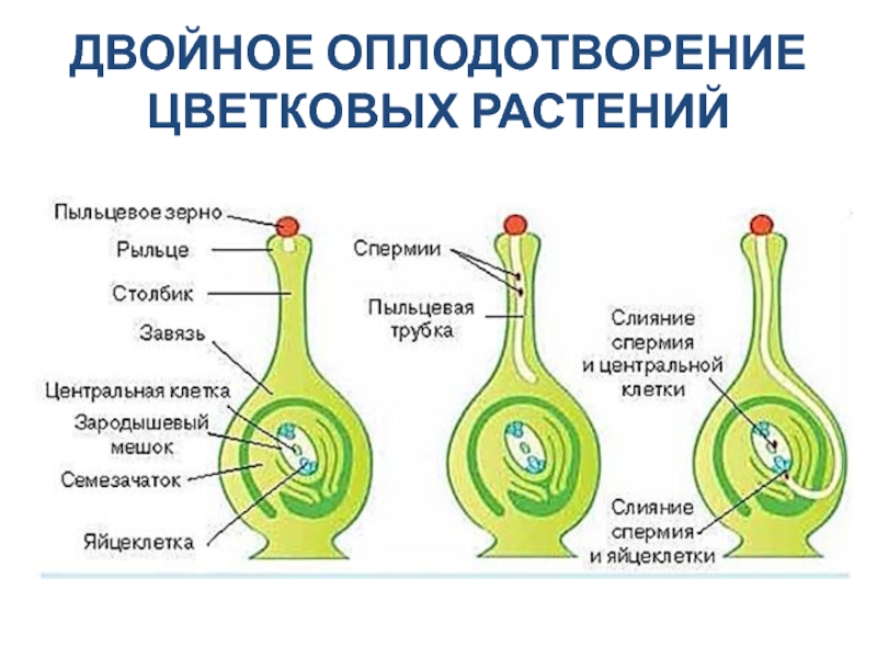 Оплодотворения цветковых растений схема