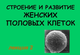 Строение и развитие женских половых клеток