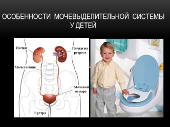 Особенности мочевыделительной системы у детей