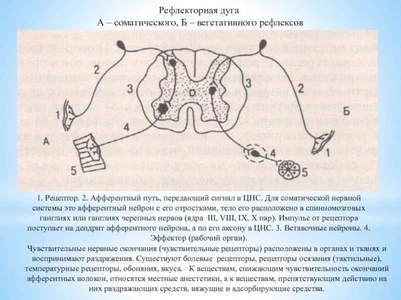 Простейшая соматическая рефлекторная дуга