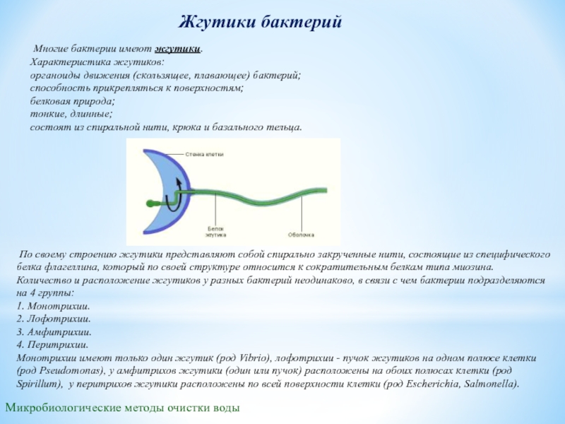 Жгутики. Жгутики характеристика. Жгутики бактерий состоят из. Характеристика жгутиков. Жгутик бактерии характеристика.