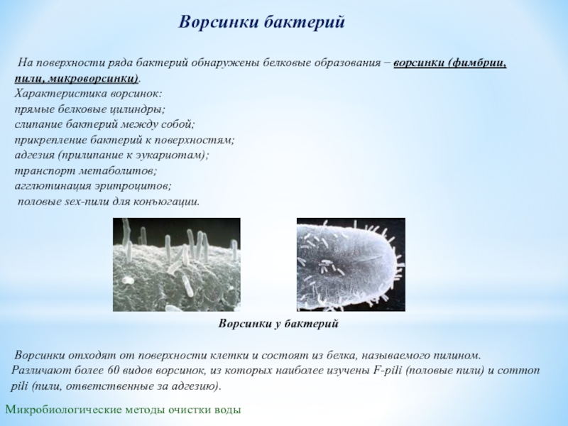 Какие функции выполняет микроорганизмов