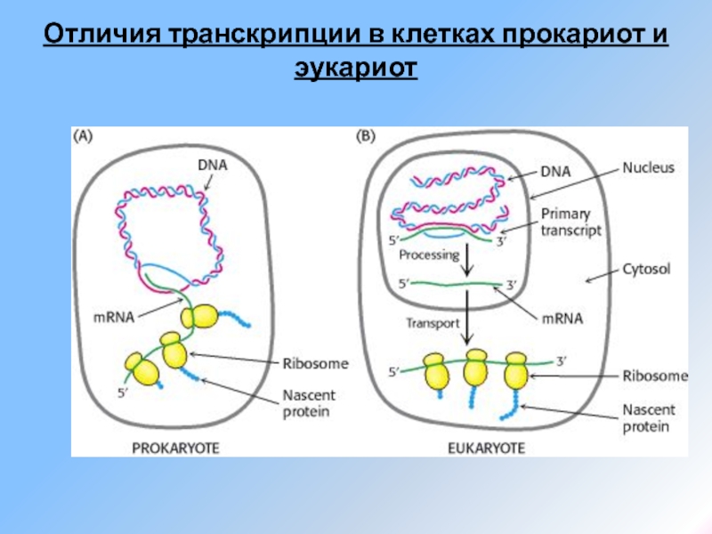 В клетках прокариот днк. Отличия рибосом прокариот и эукариот. Прокариоты и эукариоты. Транскрипция эукариот и прокариот отличия. Разница рибосом прокариот и эукариот.