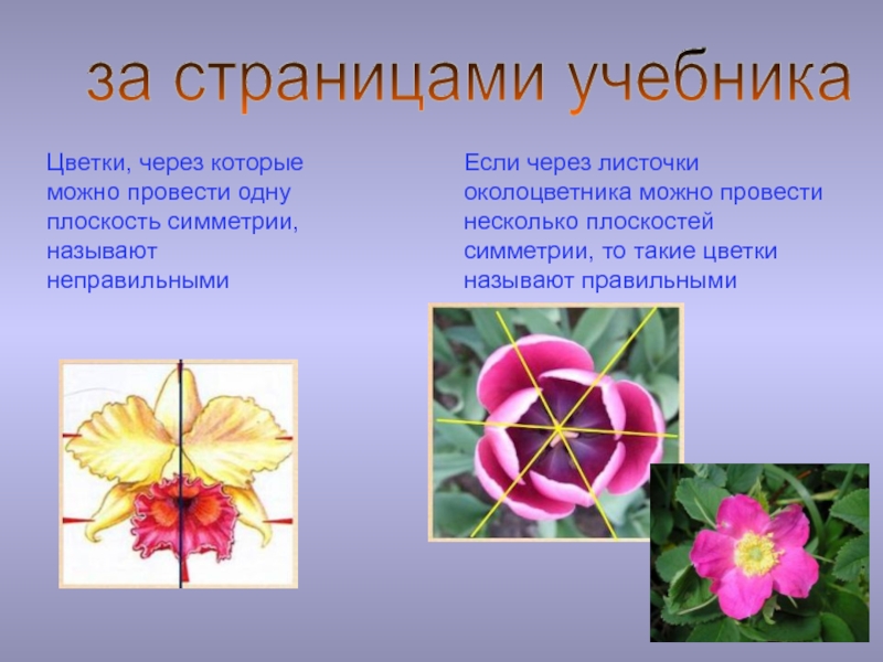 Через тело можно провести одну плоскость симметрии. Симметрия цветка. Плоскость симметрии цветка. Симметричный цветок. Несколько плоскостей симметрии у цветка.