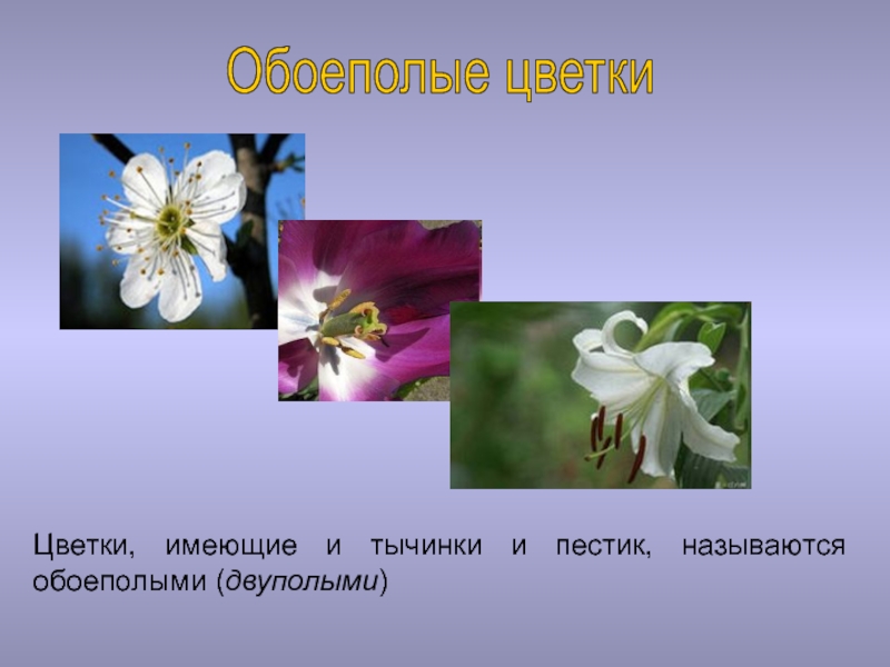 Обоеполым цветком называют. Обоеполый цветок. Растения с обоеполыми цветками. Обоеполые цветки название. Цветки с пестиками и тычинками называются.