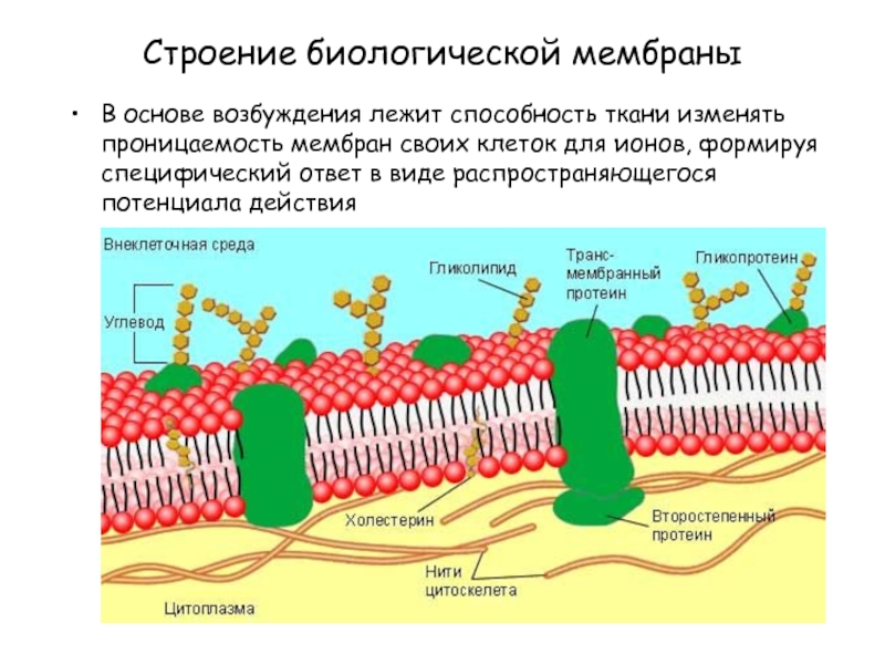 Схема строения биологической мембраны - 80 фото