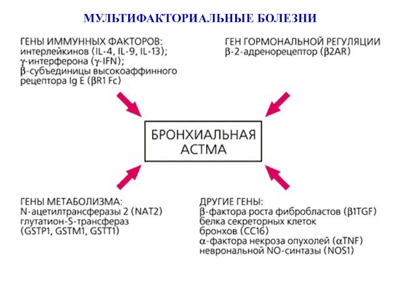 Ген фактор. Мультифакториальные заболевания генетика. Патогенез мультифакториальных заболеваний. Мультифакториальные заболевания бронхиальная астма. Механизмы развития мультифакториальных заболеваний.