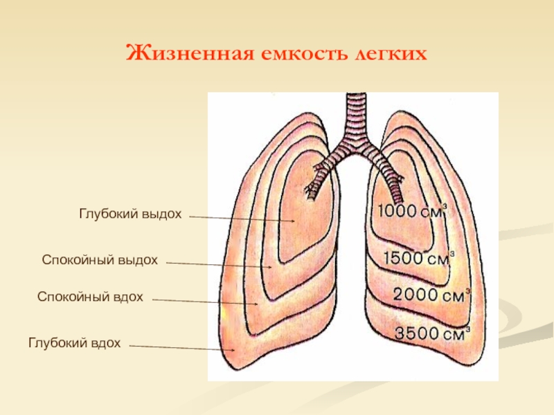 Жизненная емкость легких картинки