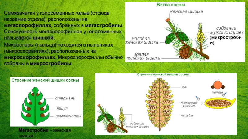 Голосеменные схема плодолистиков