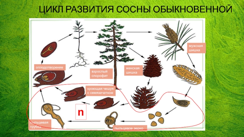 Цикл развития сосны схема