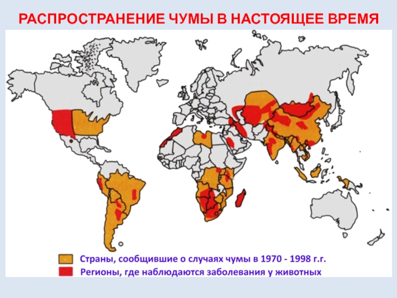 Чума карта. Карта распространения чумы. Распространенность чумы. Эпидемия чумы карта распространения. Карта распространения бубонной чумы.