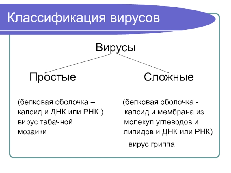 Сложные вирусы. Простые и сложные вирусы отличия. Простой или сложный вирус. Отличие простых вирусов от сложных. Простые м сложные вирусы.