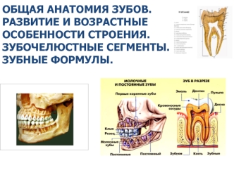 Общая анатомия зубов. Развитие и возрастные особенности строения. Зубочелюстные сегменты. Зубные формулы