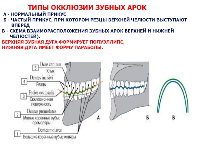 Реферат: Зубна дуга верхньої щелепи