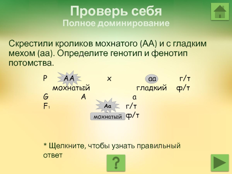 АА АА скрещивание. Полное доминирование примеры. АA скрестили с АА. При скрещивании мохнатой белой крольчихи с мохнатым черным кроликом.