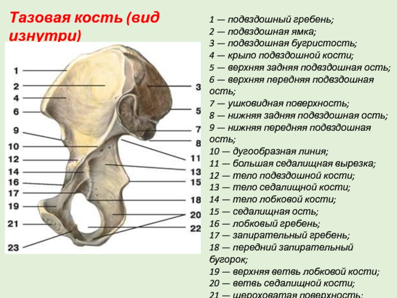 Нижняя подвздошная кость. Строение подвздошной кости анатомия. Тазовая кость подвздошный гребень. Задний отдел гребня подвздошной кости.