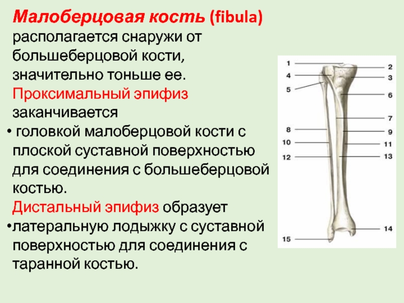 Правая малоберцовая кость. Проксимальный эпифиз малоберцовой кости. Большеберцовая и малоберцовая кость. Суставные поверхности большеберцовой кости.