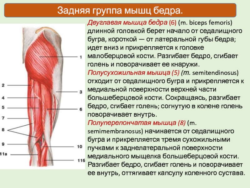 2 двуглавая мышца бедра