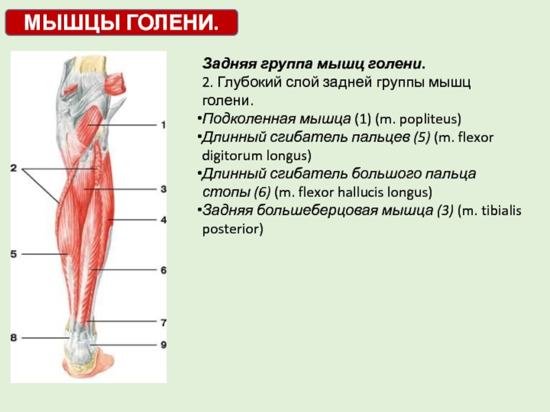 Задняя мышцы голени и бедра