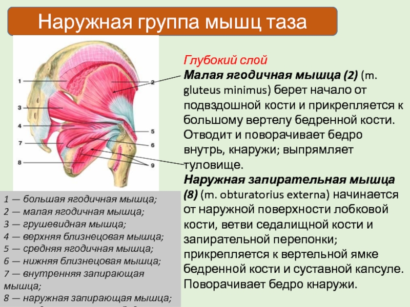 Мышцы вращающие бедро кнаружи