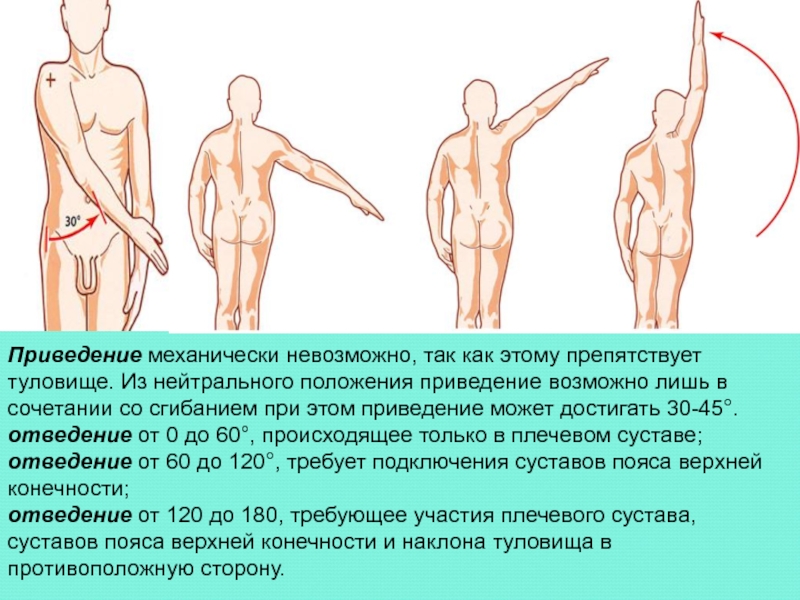 Приводит плечо к туловищу. Приведение сустава. Отведение и приведение конечностей. Приведение и отведение в анатомии. Отведение и приведение плечевого сустава.