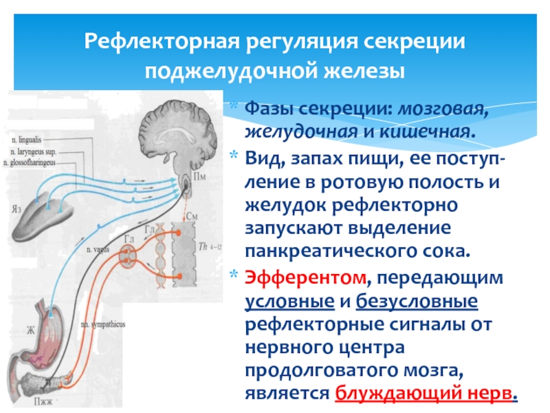 Усиление интенсивности деятельности желез желудка