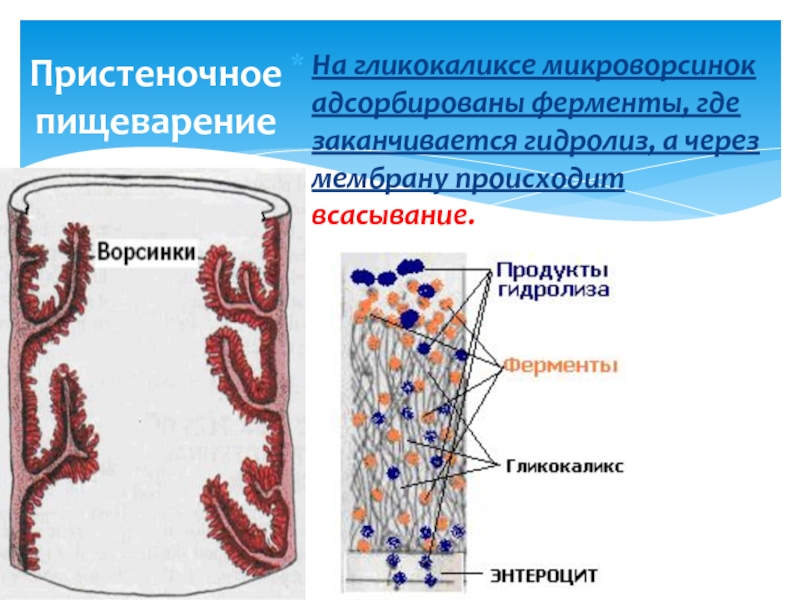 Пристеночное пищеварение картинки