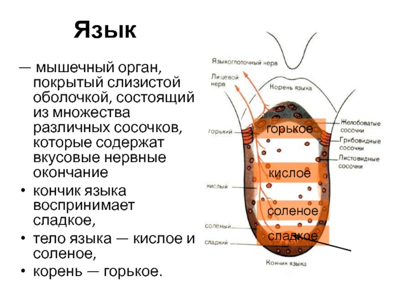 Из чего состоит оболочка. Язык мышечный орган покрытый оболочкой. Нервные окончания на языке. Вкусовые нервные окончания содержатся в сосочках языка. Нервные окончания на кончике языка.