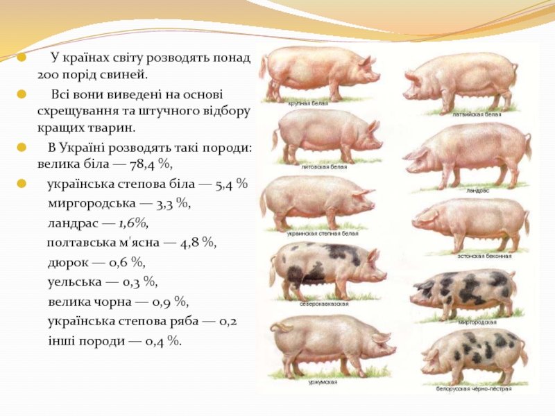 Порода свиней см 1 описание с фото