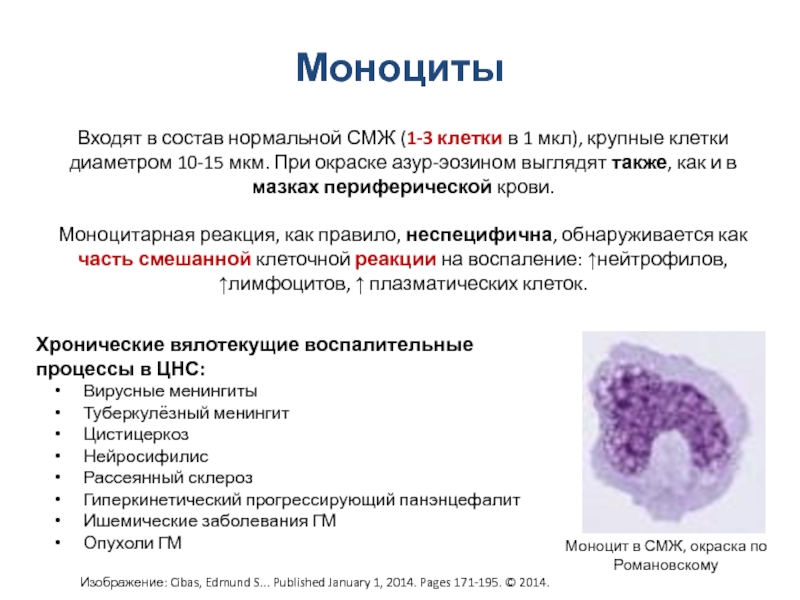 Пониженные лейкоциты и повышенные моноциты