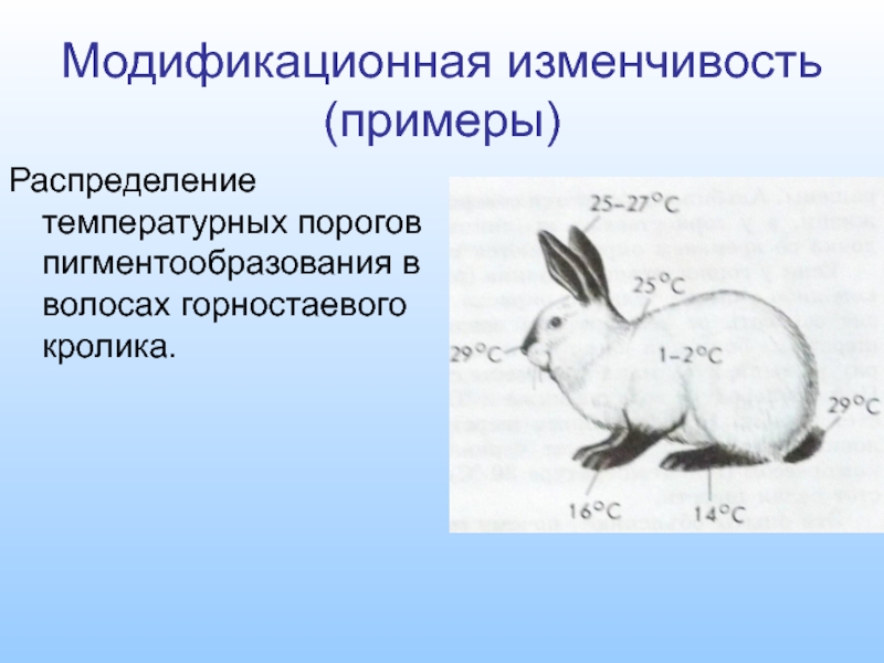 На рисунке изображены горностаевые кролики. Гималайский кролик модификационная изменчивость. Горностаевый кролик модификационная изменчивость. Ненаследственная изменчивость кролики. Горностаевый кролик изменчивость.
