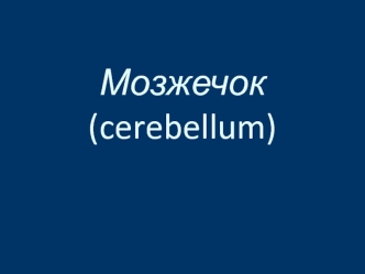 Мозжечок (cerebellum)