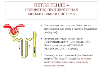 Петля Генле – поворотно-противоточная множительная система