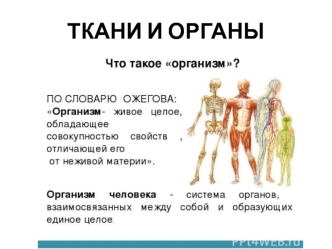 Ткани и органы