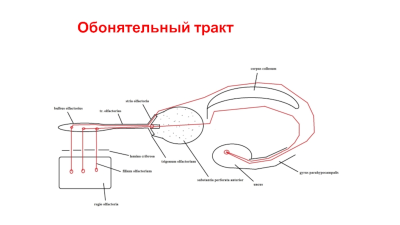 Обонятельный проводящий путь схема