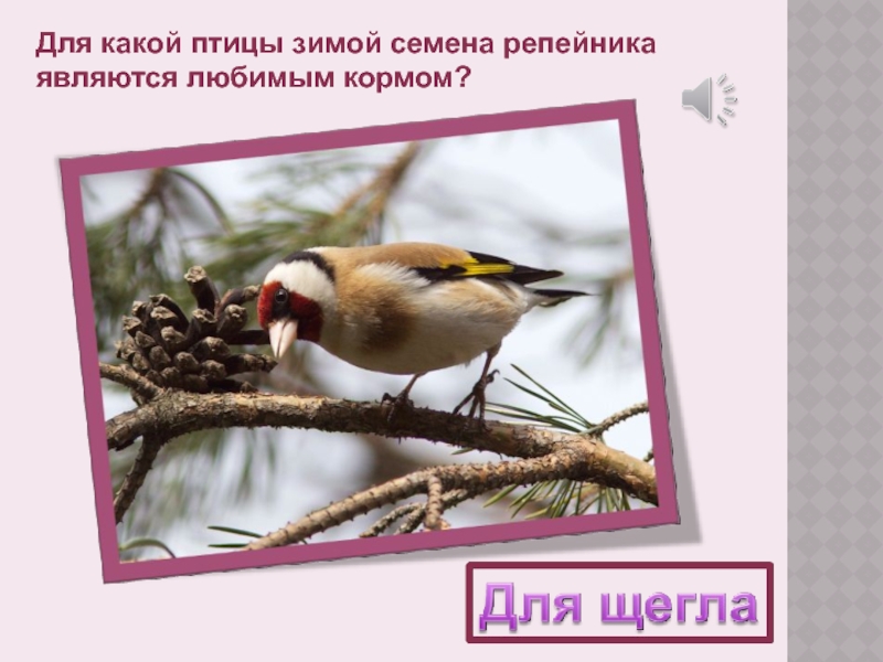 Для какой птицы зимой семена репейника являются любимым кормом?