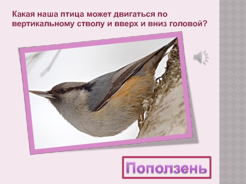 Какая наша птица может двигаться по вертикальному стволу и вверх и вниз головой?