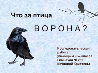 Ворон и ворона