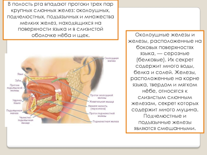 Околоушная железа является. Проток околоушной железы анатомия. Околоушная слизистая железа. Анатомия подчелюстных слюнных желез. Ротовая полость анатомия слюнные железы.