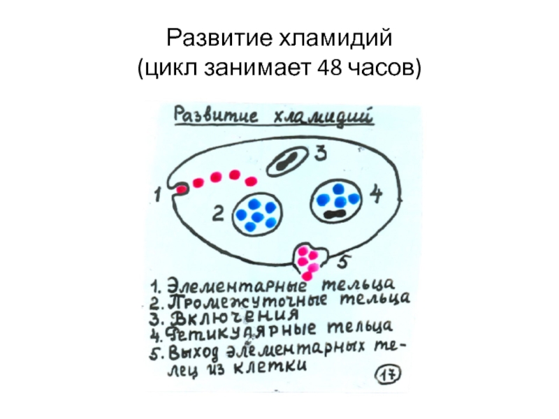 У лидии хламидии камеди. Этапы цикла развития хламидии. Cхема репродуктивного цикла хламидий. Стадии цикла развития хламидий. Жизненный цикл хламидий микробиология.