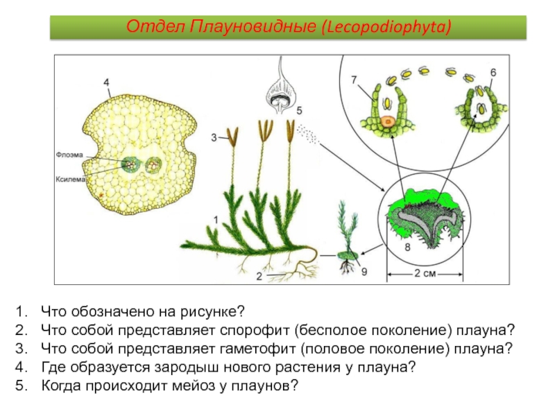 Чем представлен гаметофит и спорофит у водорослей. Схема размножения плауновидных. Цикл развития плауна булавовидного. Гаметофит плауна булавовидного.