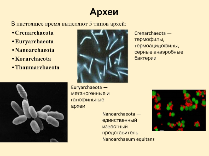 Строение архей. Археи термофилы. Археи хемотрофы. Царство архебактерии. Археи микробиология.