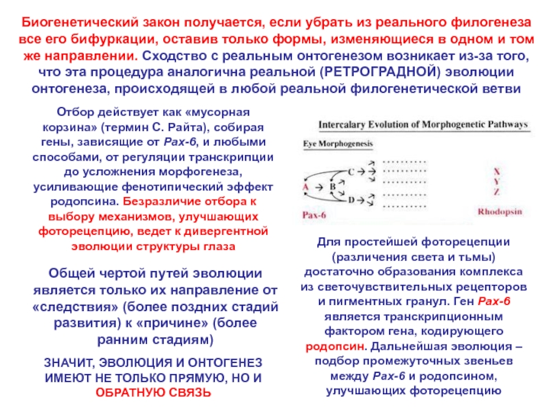 Фоторецепция. Как получился закон. Биогенетическое направление развития человека ответ на билет. Механизм фоторецепции. Гены Pax презентация.