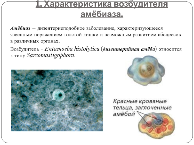 В каком организме происходит развитие дизентерийной амебы
